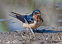 Hirundo rustica